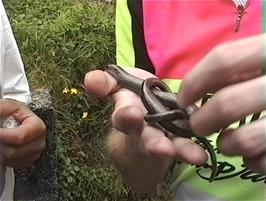 Julian handles one of the interesting grass snakes found outside Achins cafe and bookshop, Inverkirkaig, 26.4 miles from Ullapool